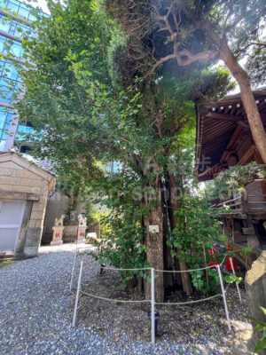必見！龍の天井画！【廣尾(広尾)稲荷神社】の歴史やご利益、境内の見どころをご紹介！